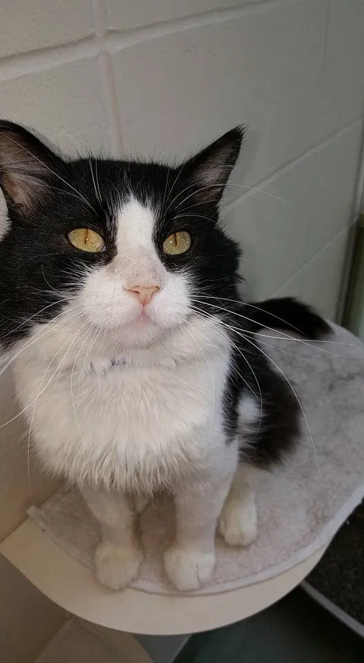 Lost cat in New Richmond, WI, 54017