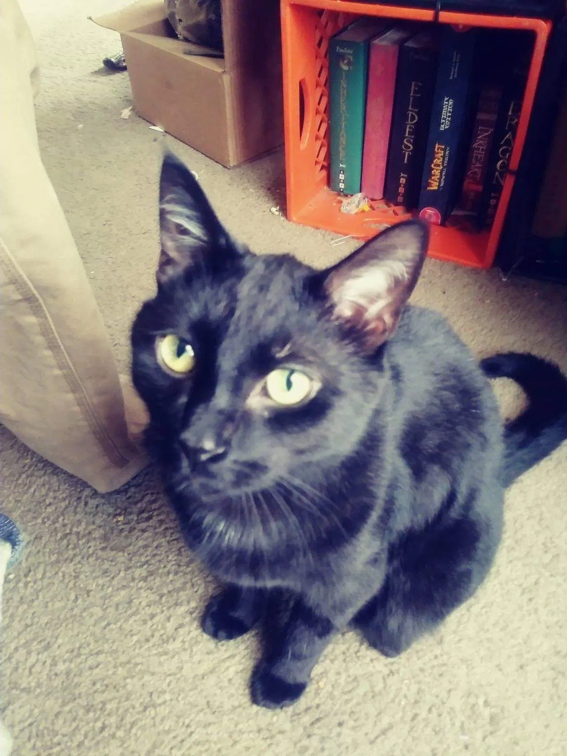 Lost cat in Comstock Park, MI, 49321