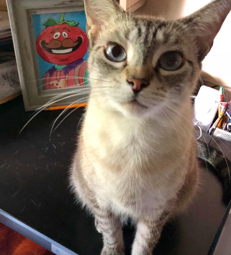 Lost cat in Hialeah, FL, 33012