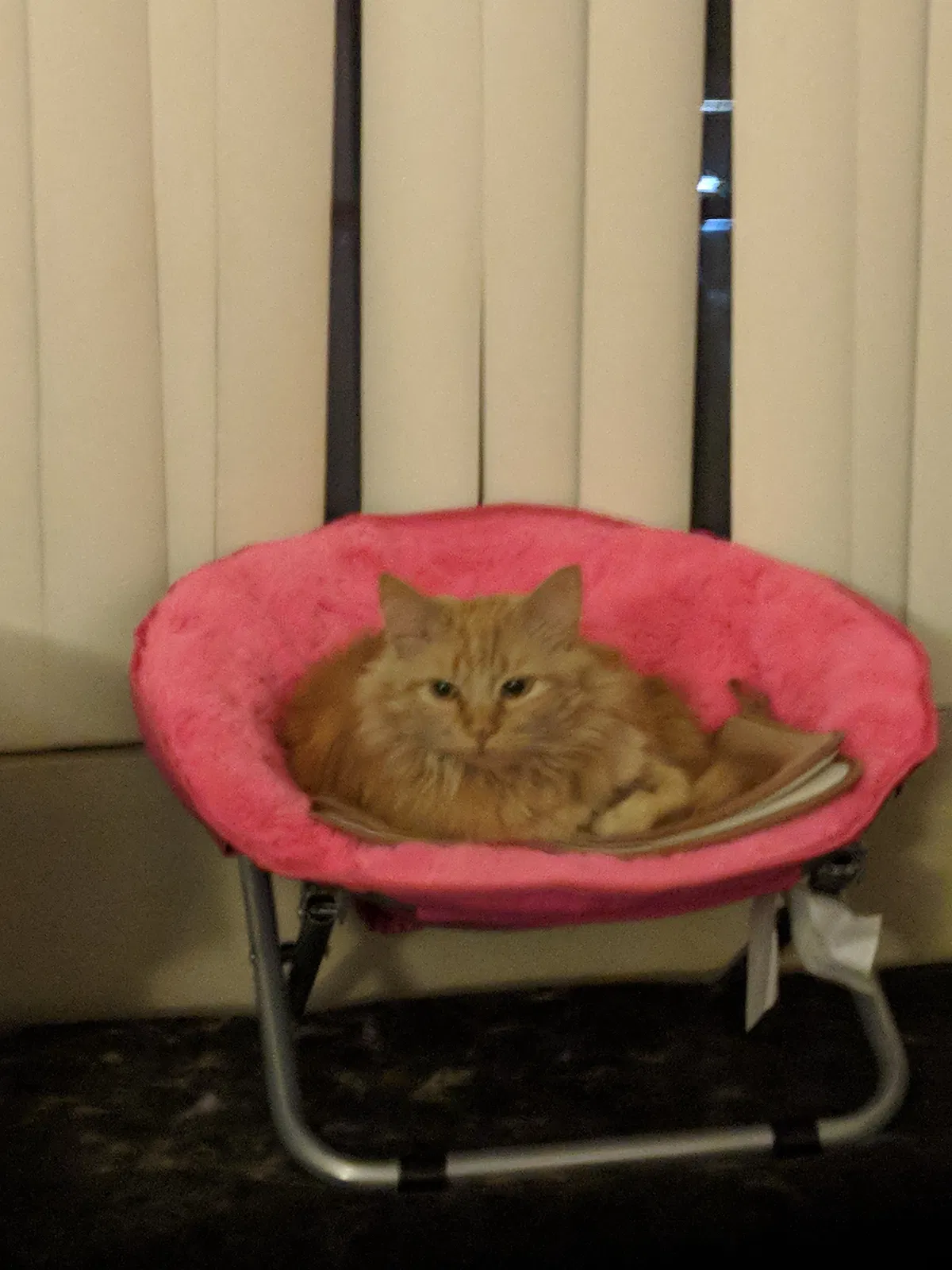 Lost cat in Mesa, AZ, 85201
