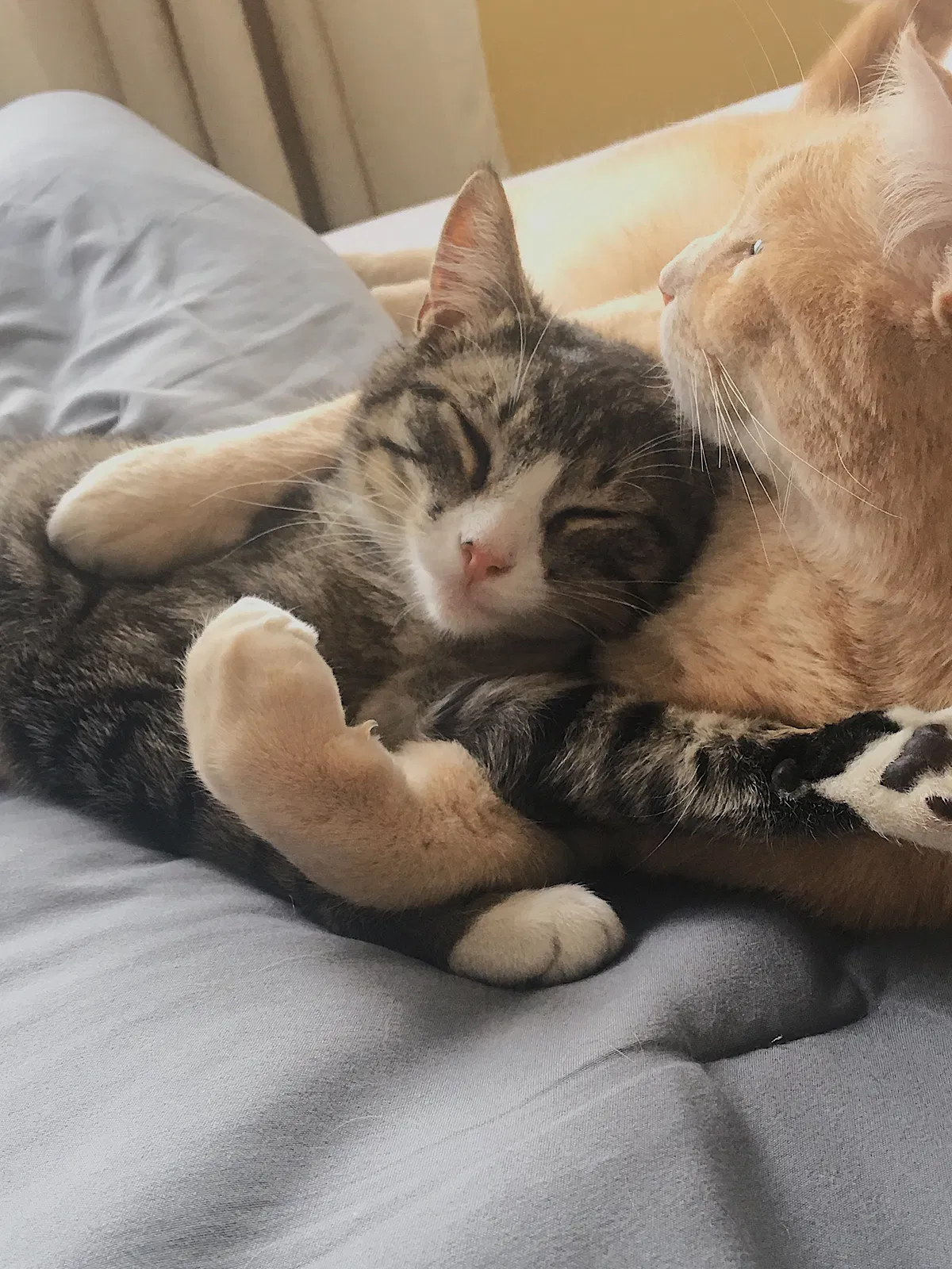 Lost cat in Denver, CO, 80233