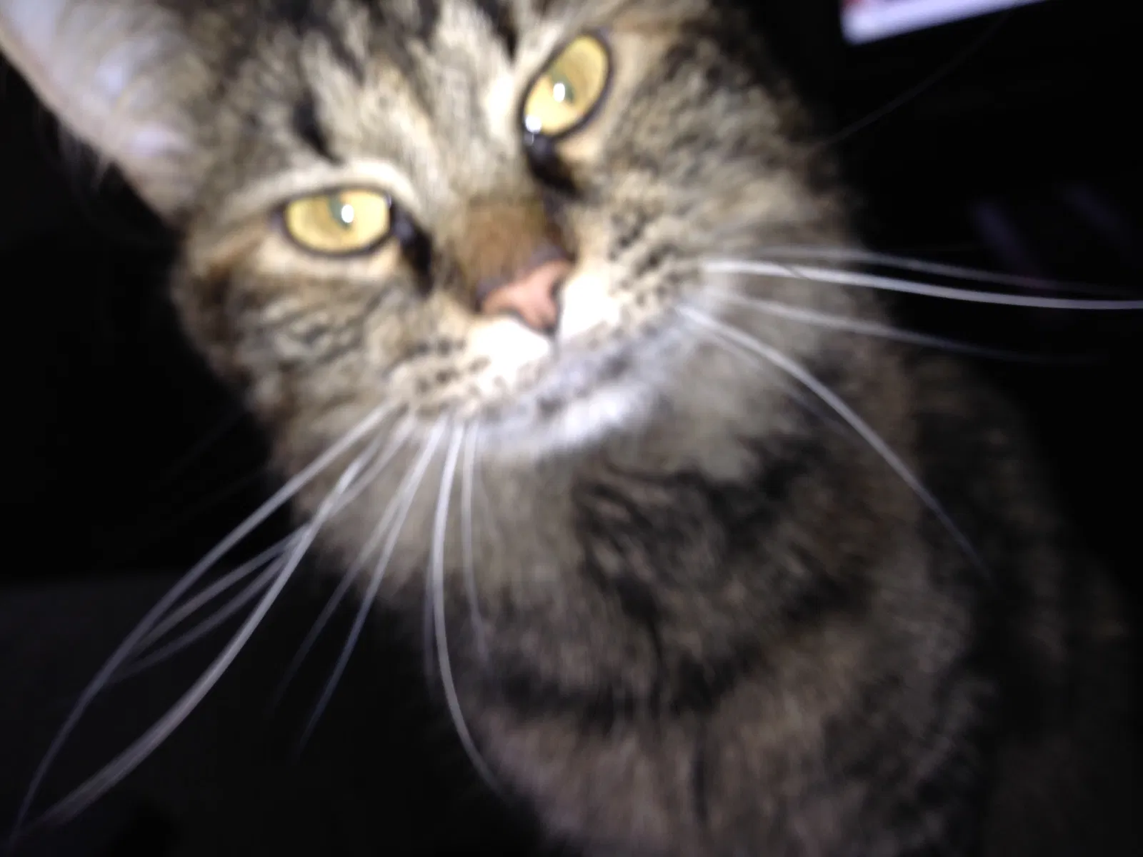 Lost cat in Clarksville, TN, 37043