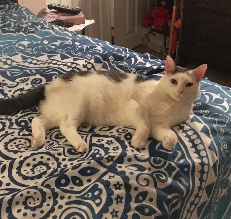 Lost cat in Warminster, PA, 18974