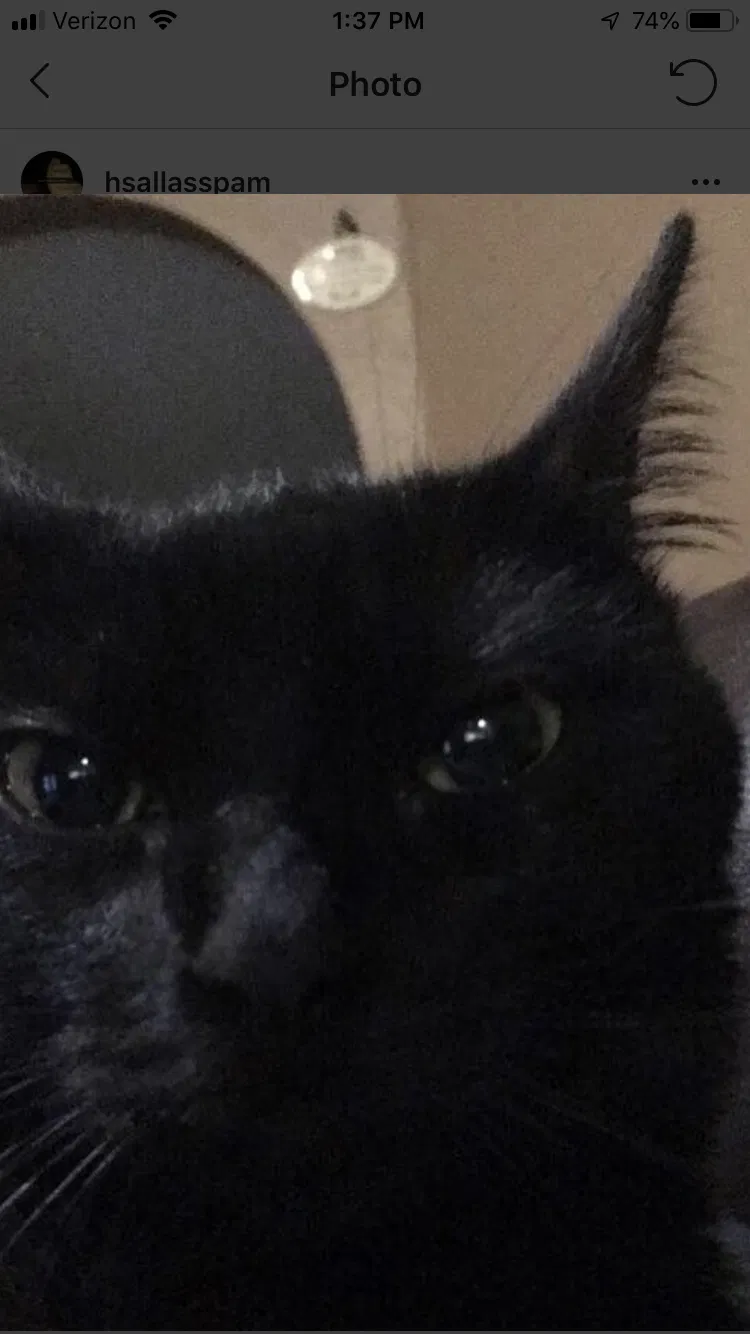 Lost cat in Phoenix, AZ, 85022