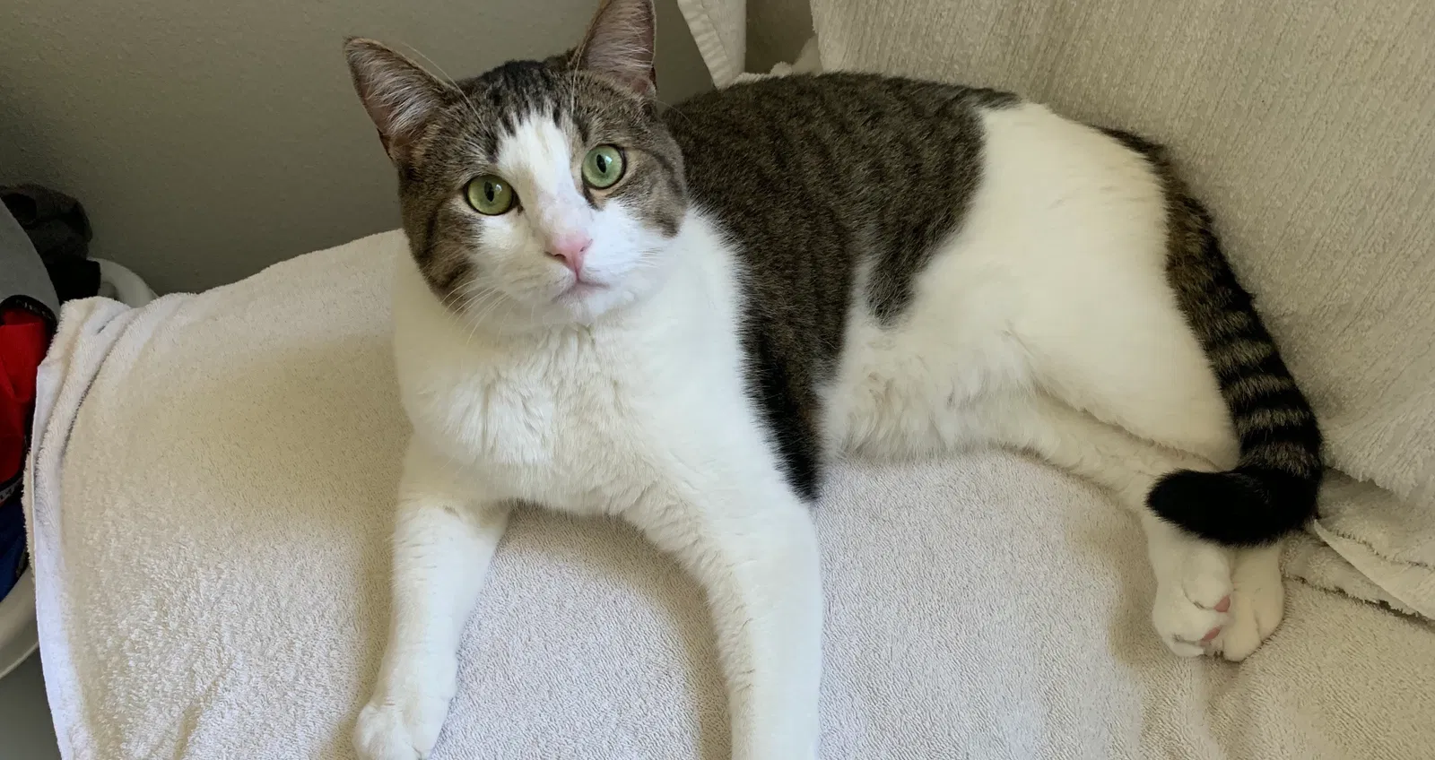Lost cat in Maple Valley, WA, 98038