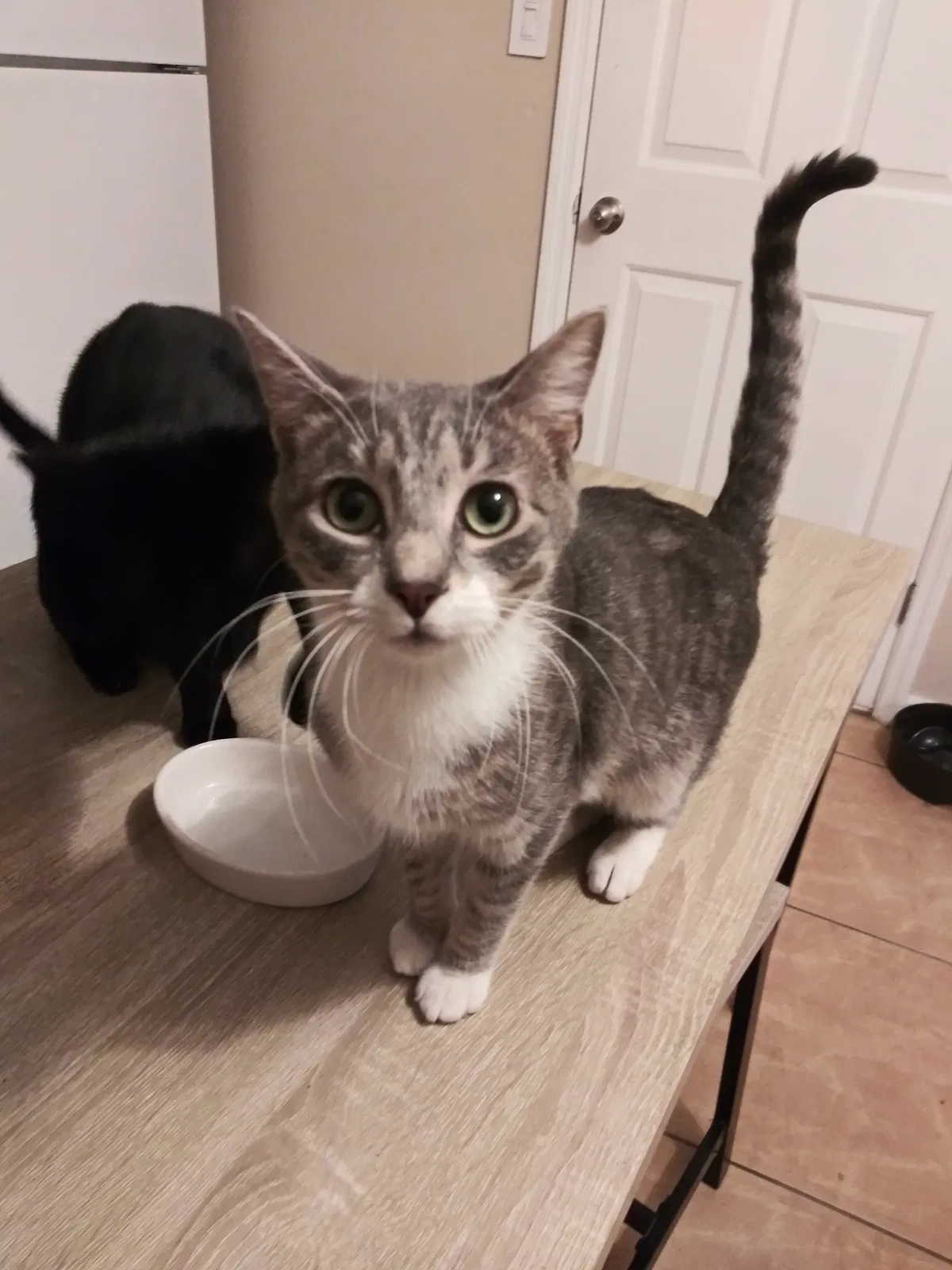 Lost cat in Clermont, FL, 34711
