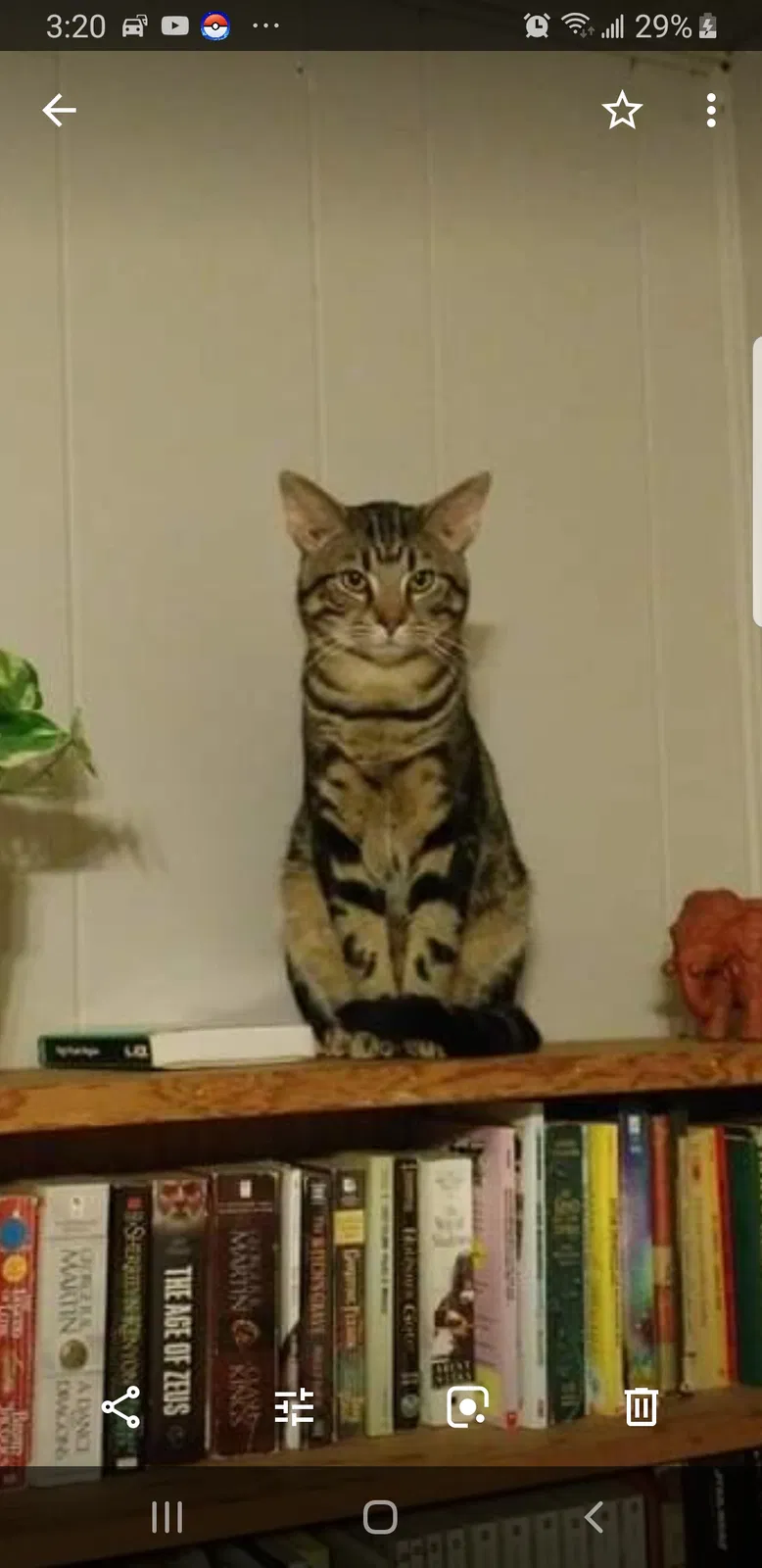 Lost cat in Mason, OH, 45040