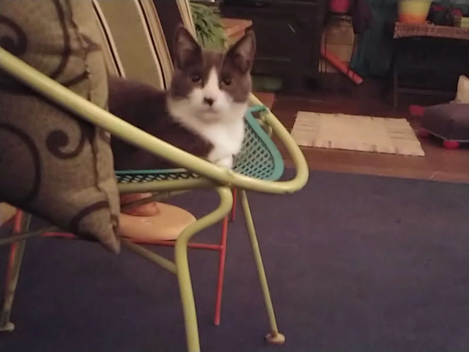 Lost cat in Grand Rapids, MI, 49507