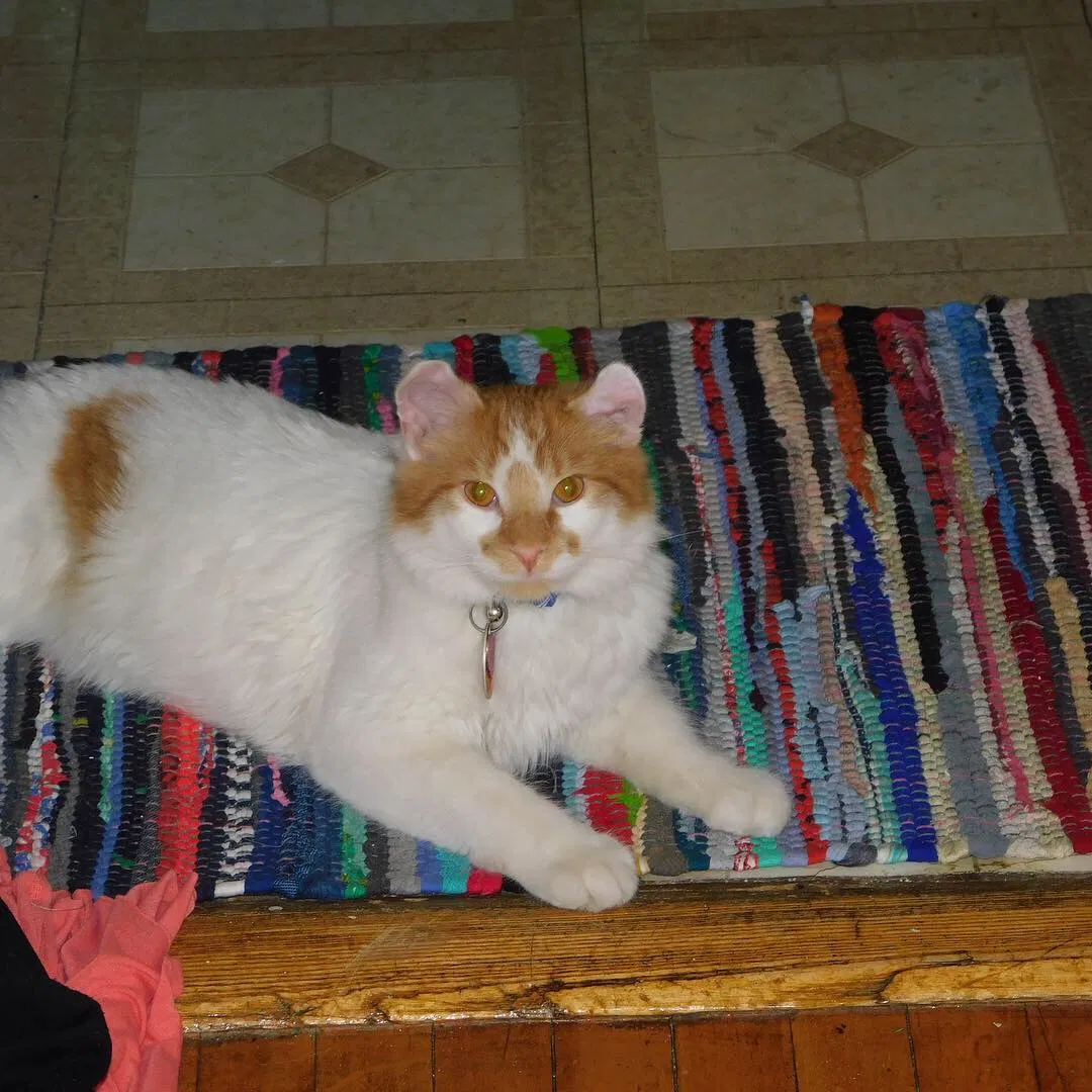Lost cat in Saint Paul, MN, 55105