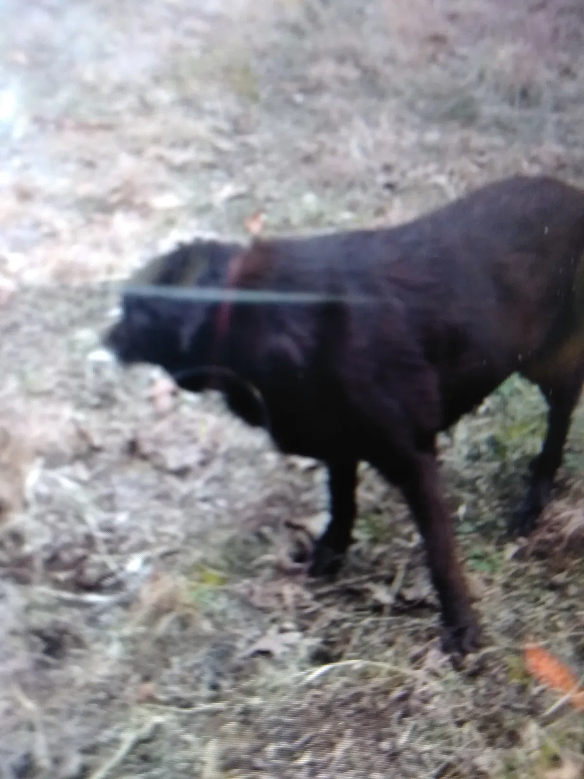 Lost dog in Gore, OK, 74435