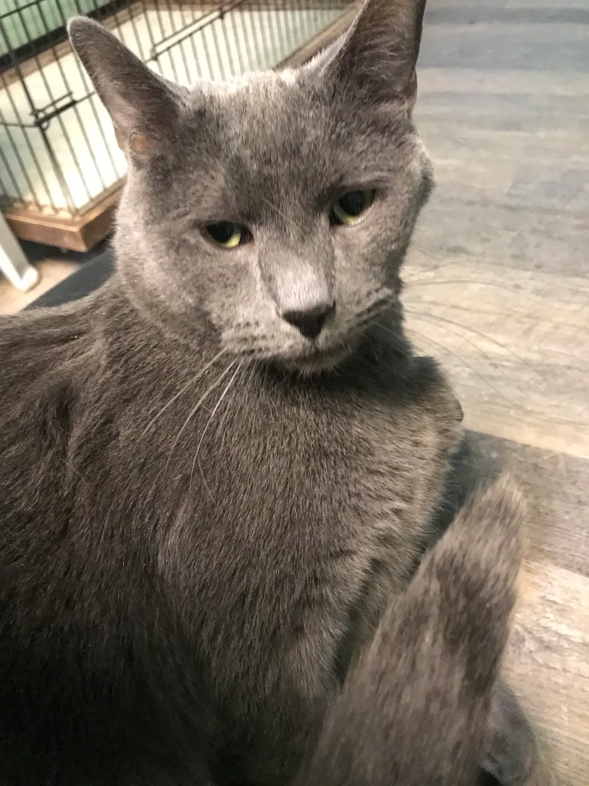 Lost cat in Maumee, OH, 43537