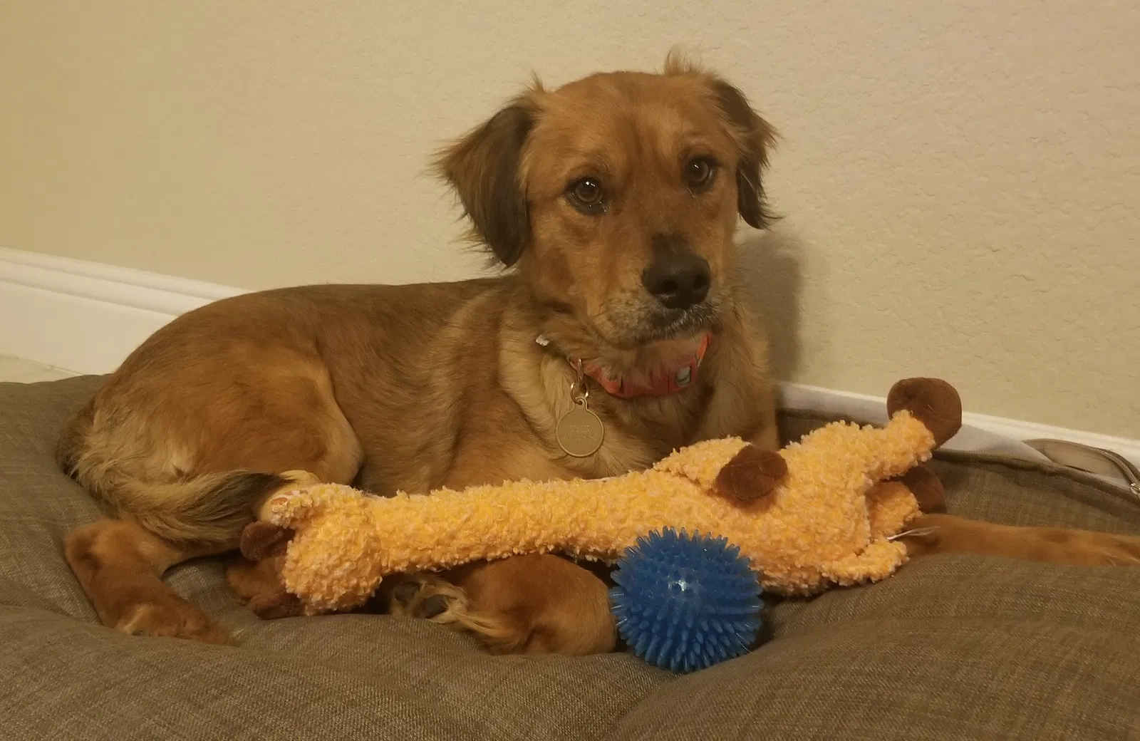 Lost dog in Mckinney, TX, 75071