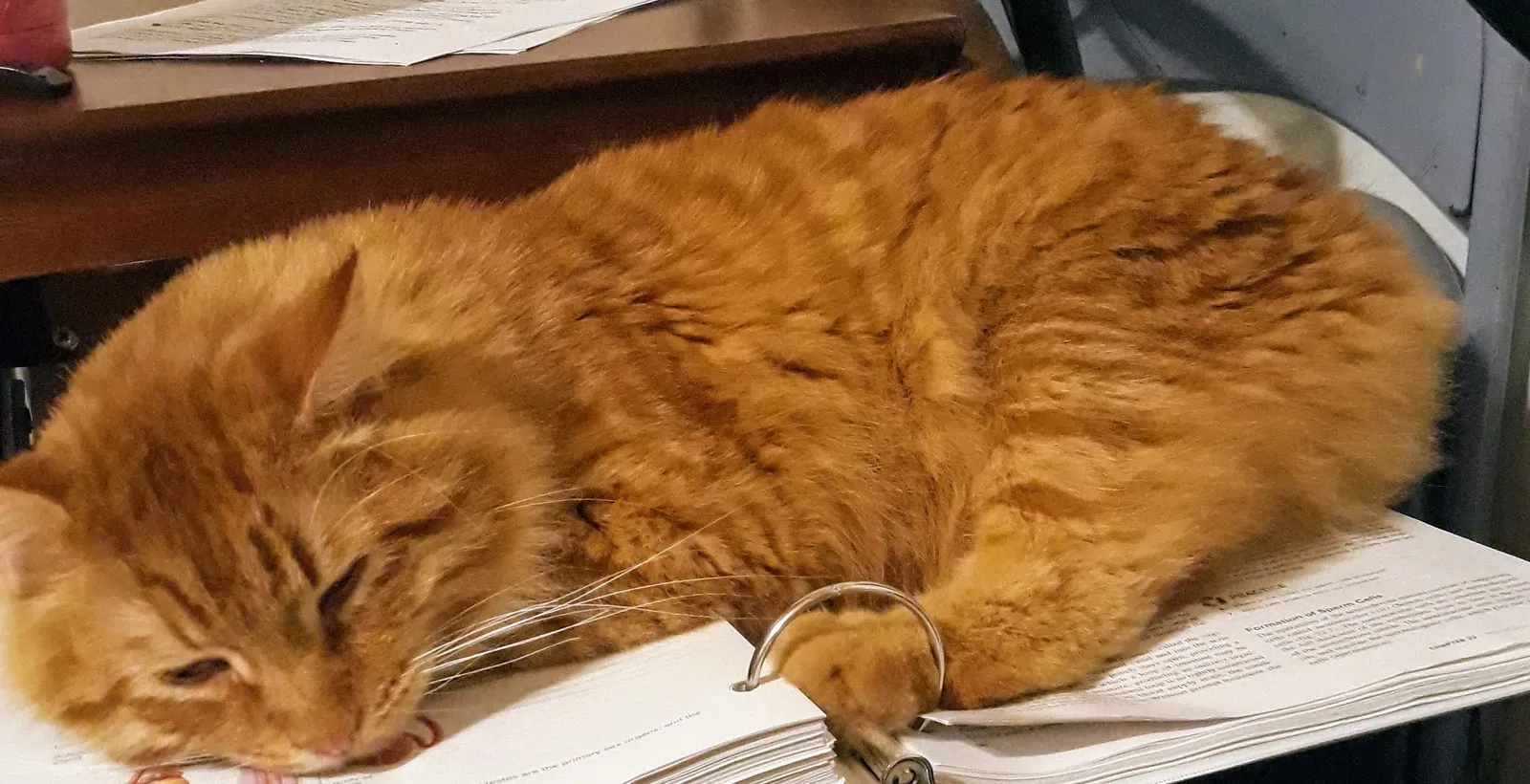 Lost cat in Wichita, KS, 67212