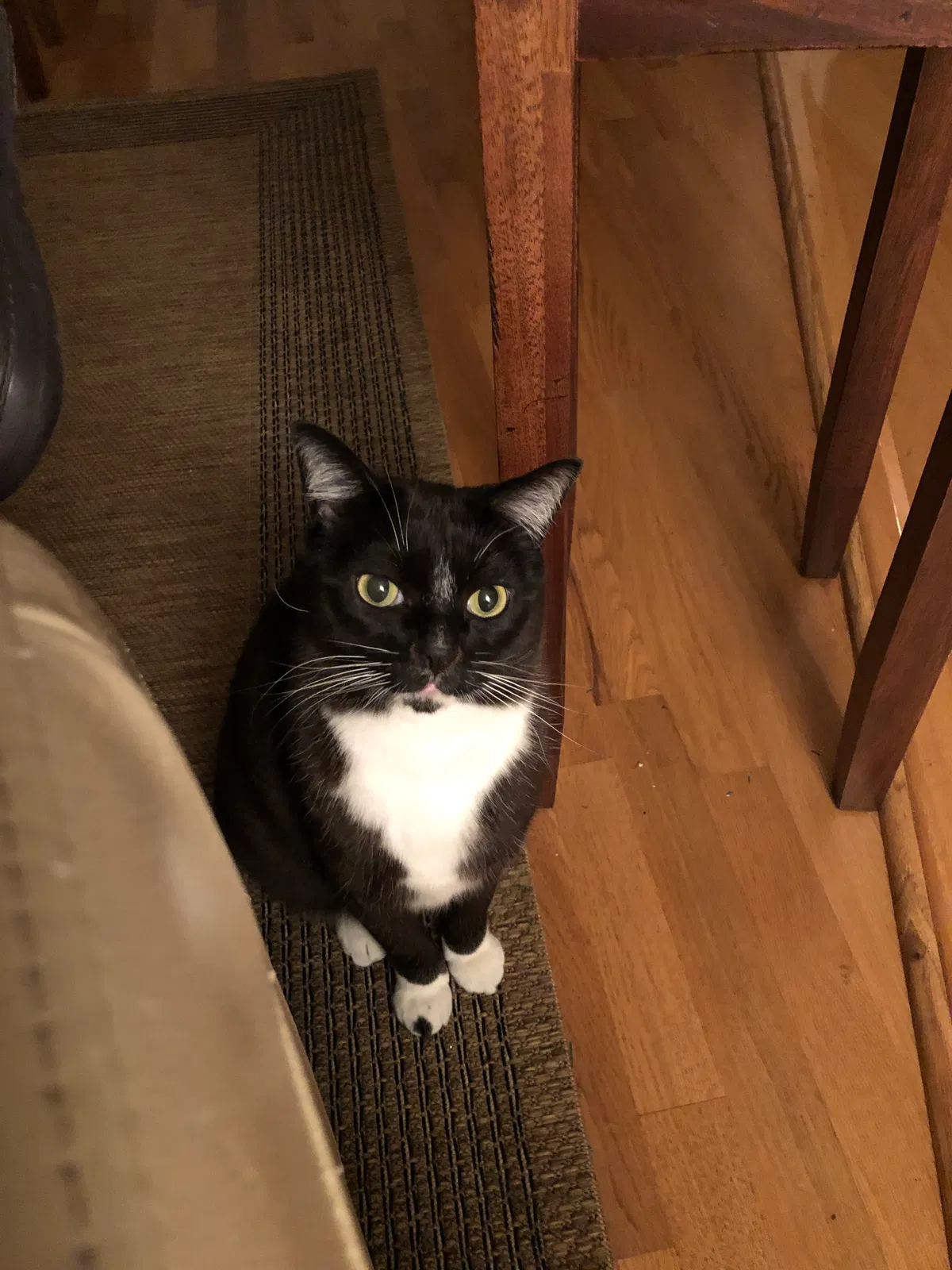 Lost cat in Everett, WA, 98203