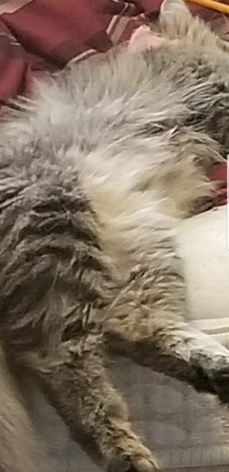 Lost cat in Remlap, AL, 35133