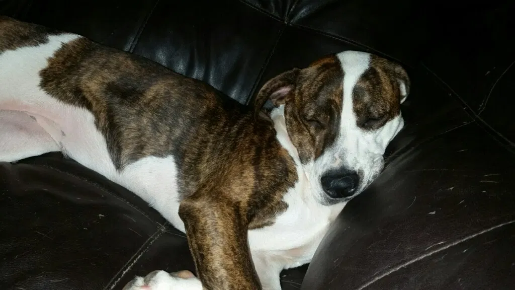 Lost dog in Lenoir, NC, 28645