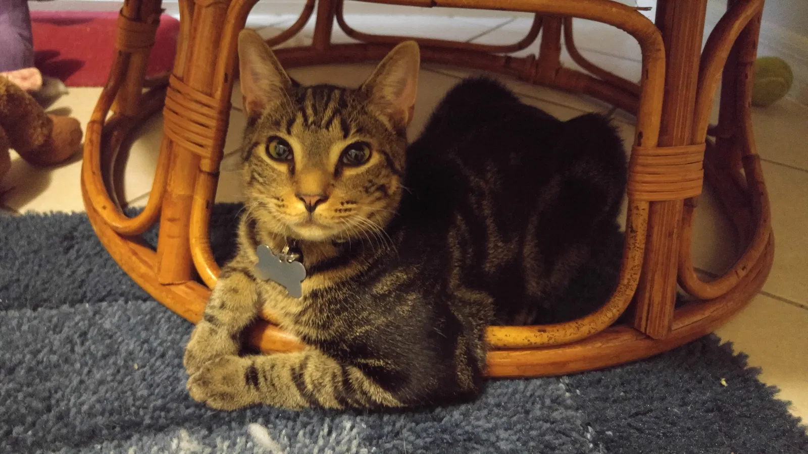 Lost cat in Lady Lake, FL, 32159