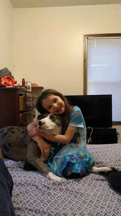 Lost dog in Harvel, IL, 62538