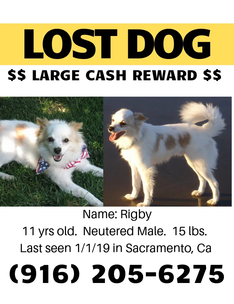 Lost dog in Sacramento, CA, 95823