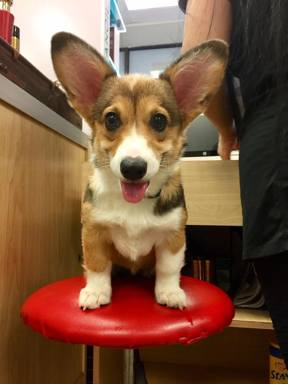 Lost dog in Orlando, FL, 32839