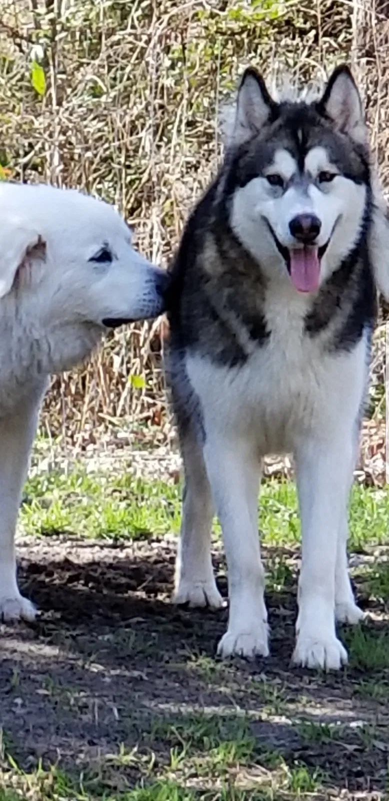 Lost dog in Elgin, SC, 29045