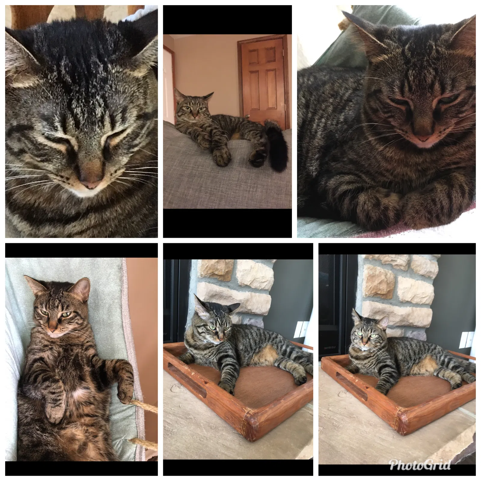 Lost cat in Amherst, OH, 44001