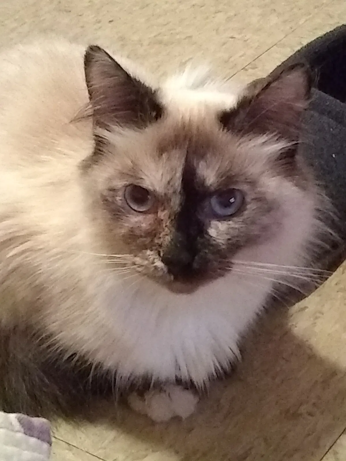 Lost cat in Covington, KY, 41016
