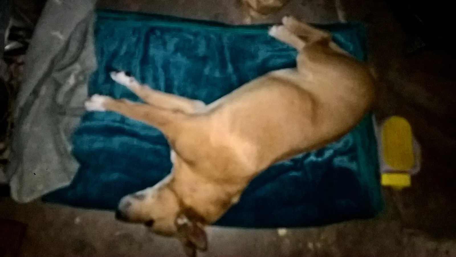 Found dog in Glendale, AZ, 85303
