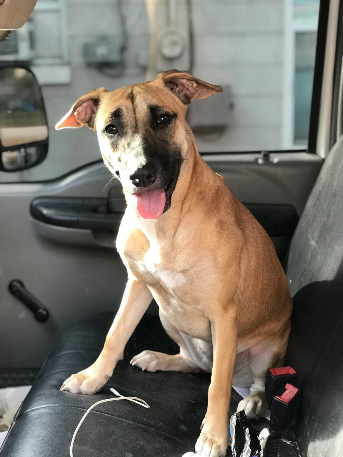 Lost dog in Ocala, FL, 34474