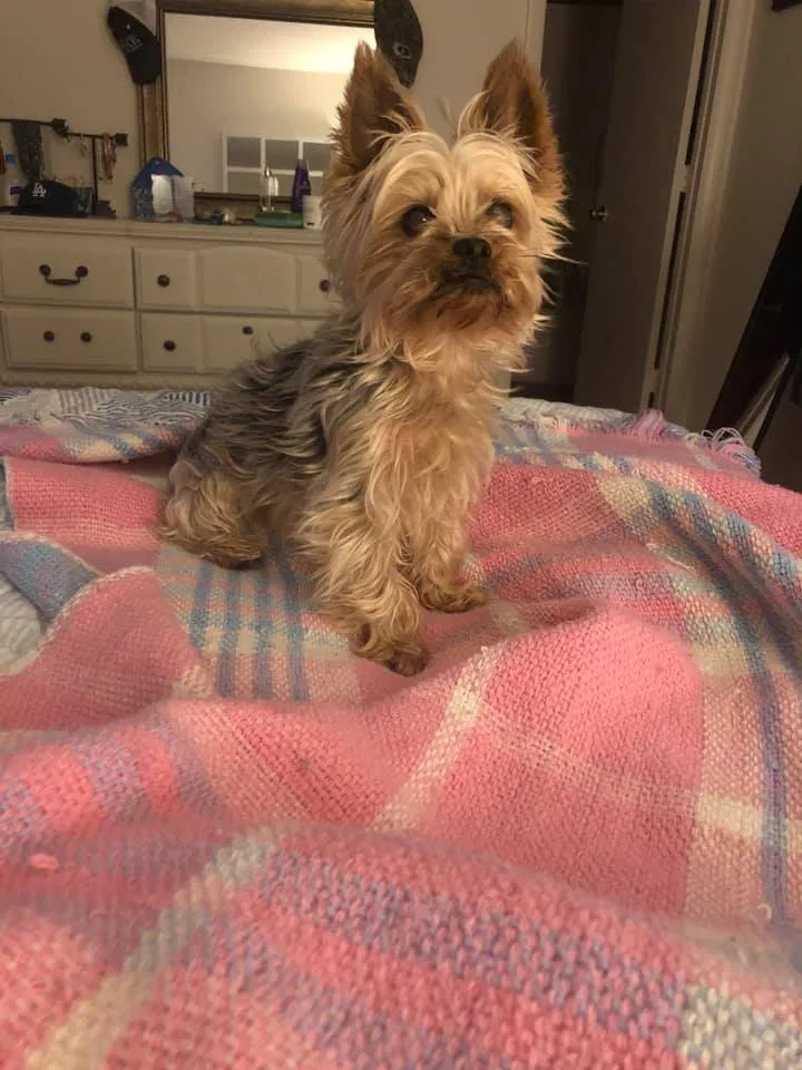 Lost dog in Henrico, VA, 23294