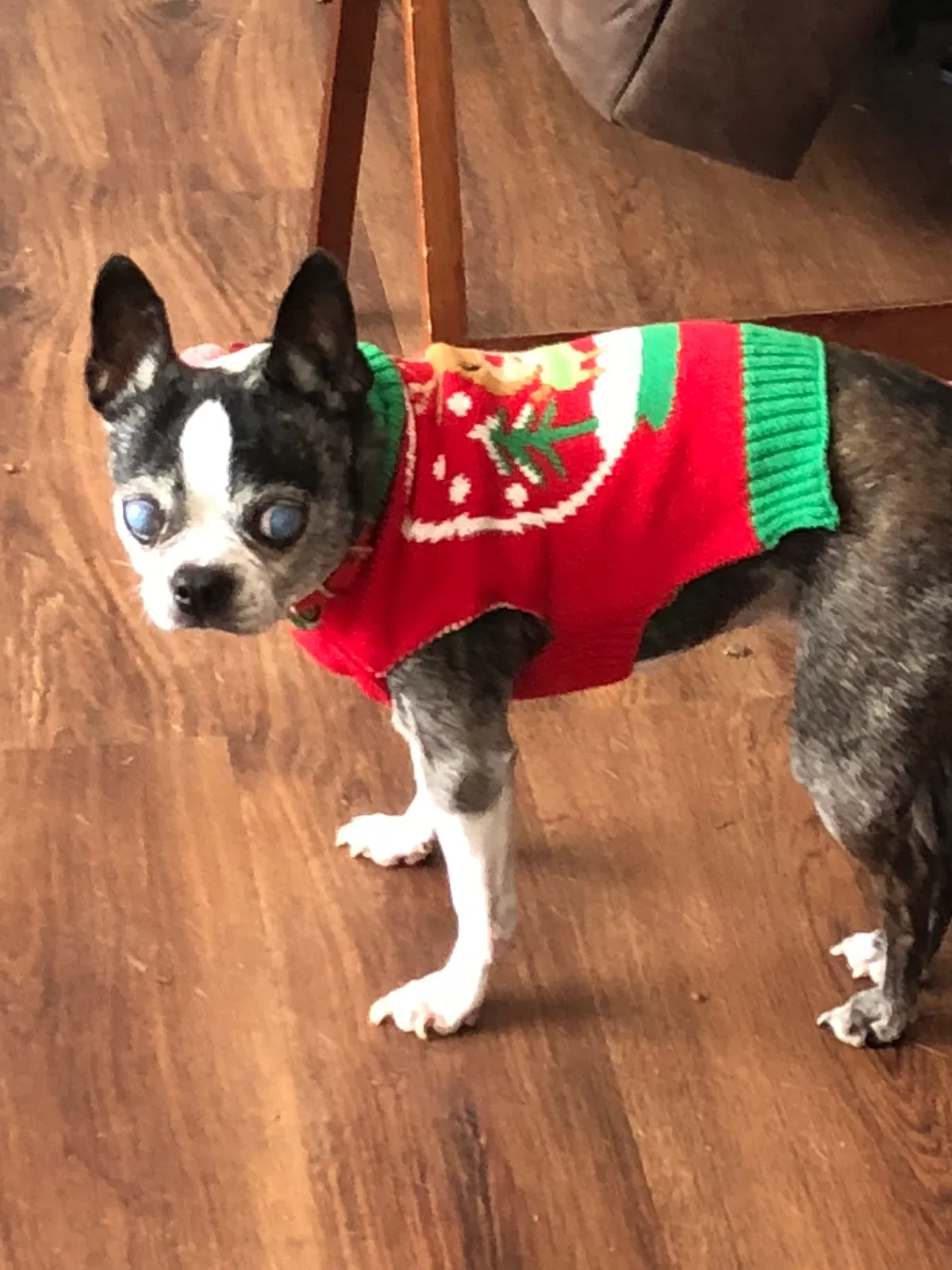 Lost dog in Castroville, TX, 78009
