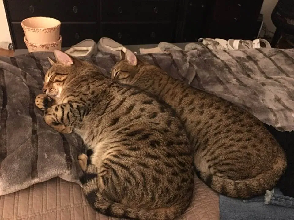 Lost cat in Huntington Beach, CA, 92648