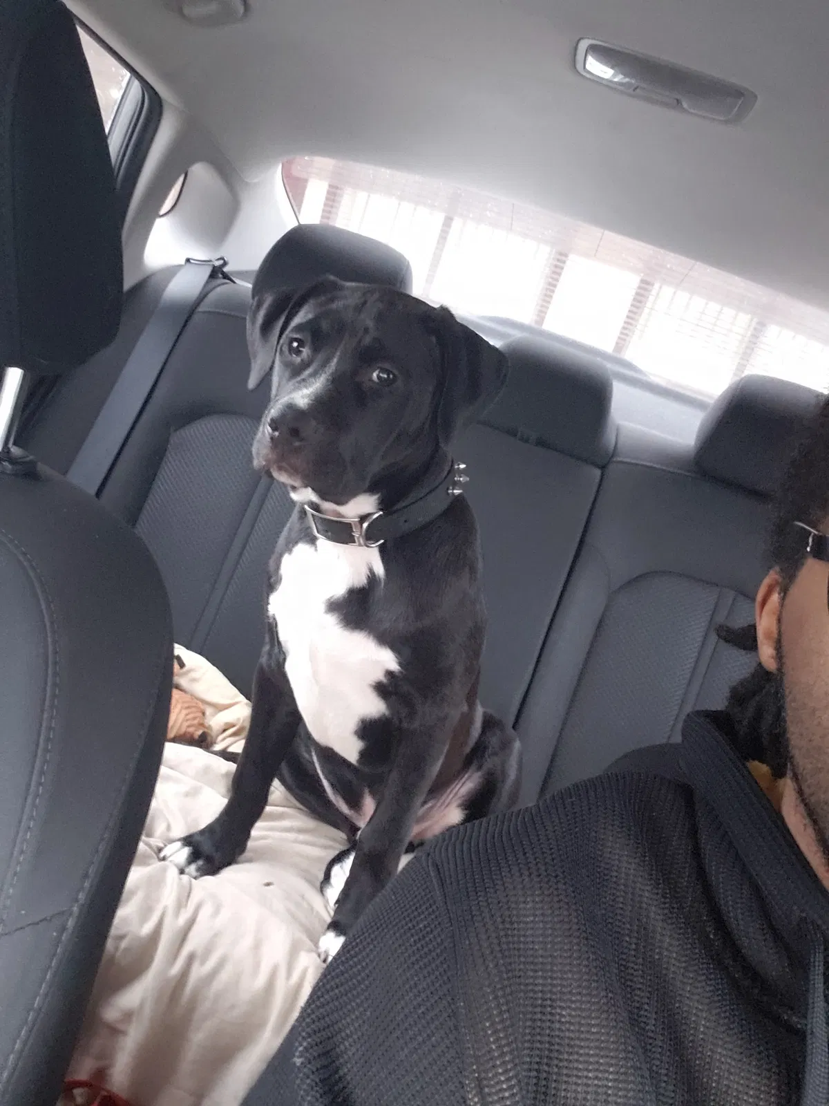 Lost dog in Detroit, MI, 48234