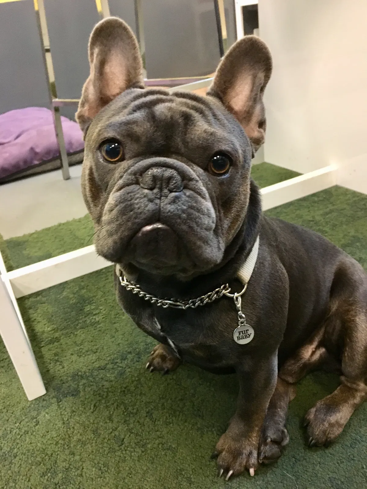 Lost dog in San Francisco, CA, 94107