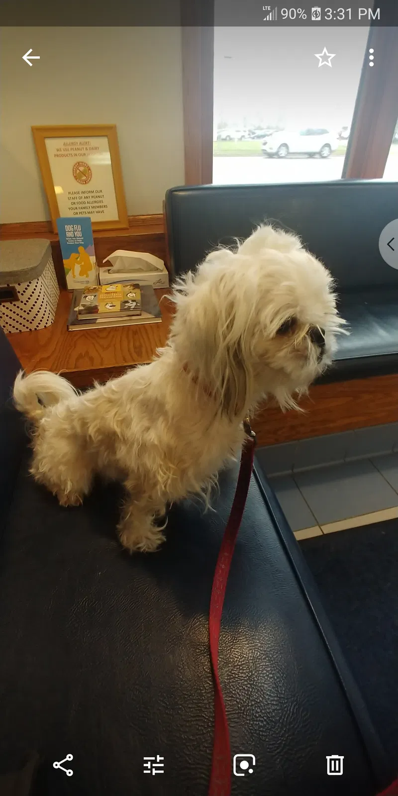 Lost dog in Detroit, MI, 48228
