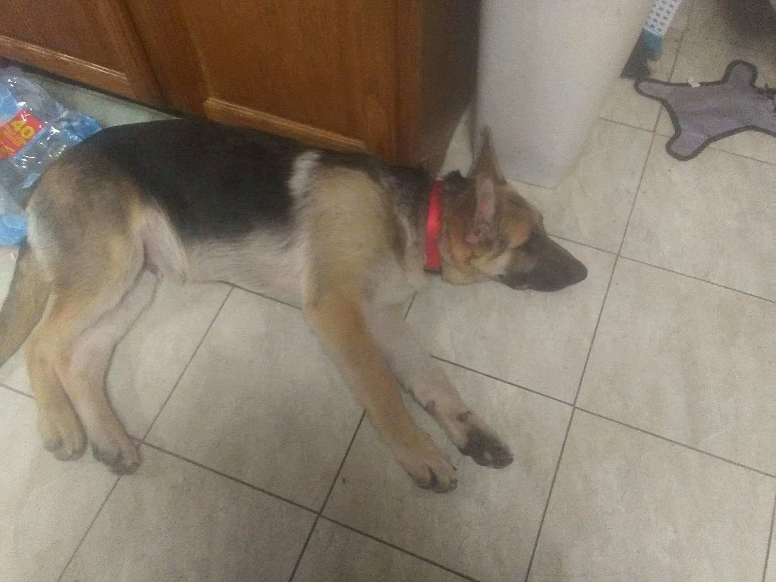 Lost dog in Cassopolis, MI, 49031