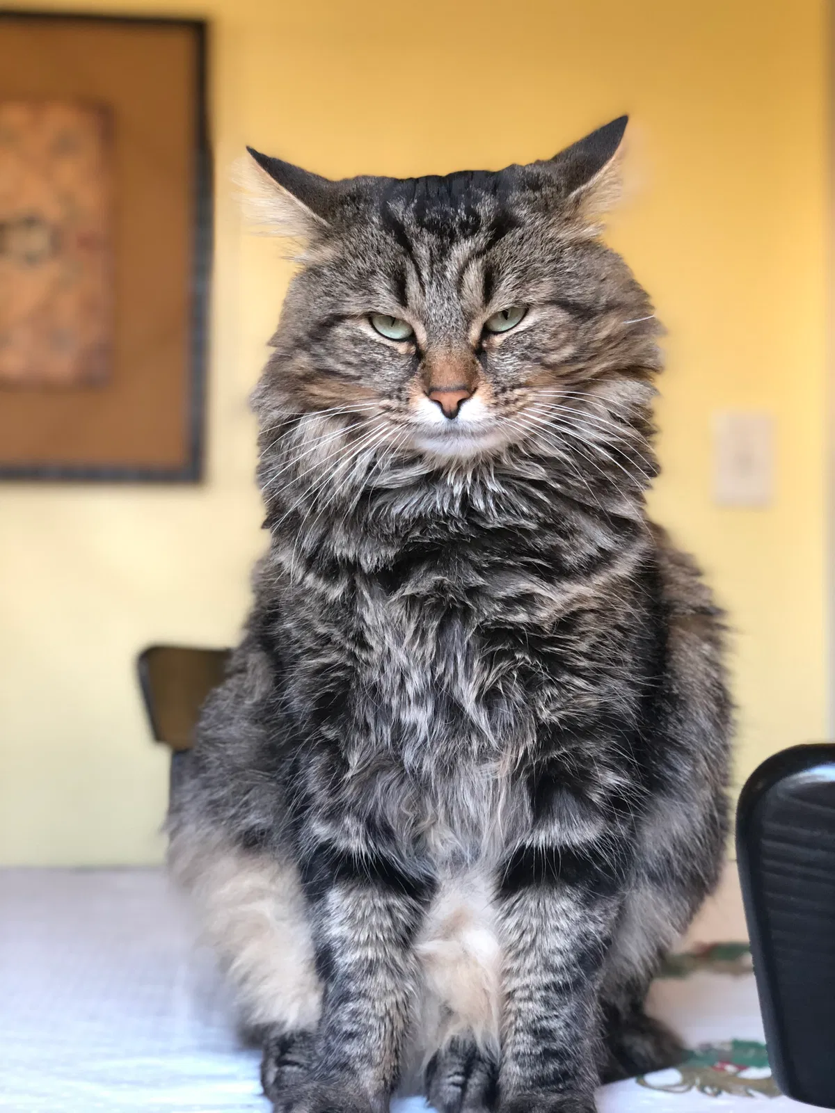 Lost cat in Cincinnati, OH, 45255