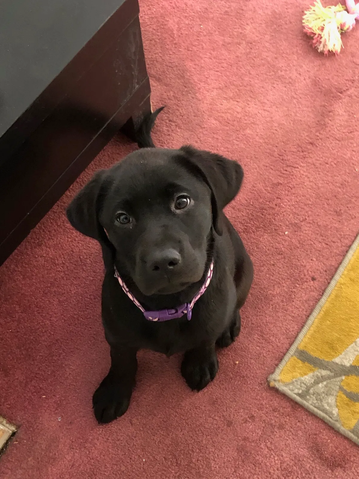 Lost dog in Maple Heights, OH, 44137