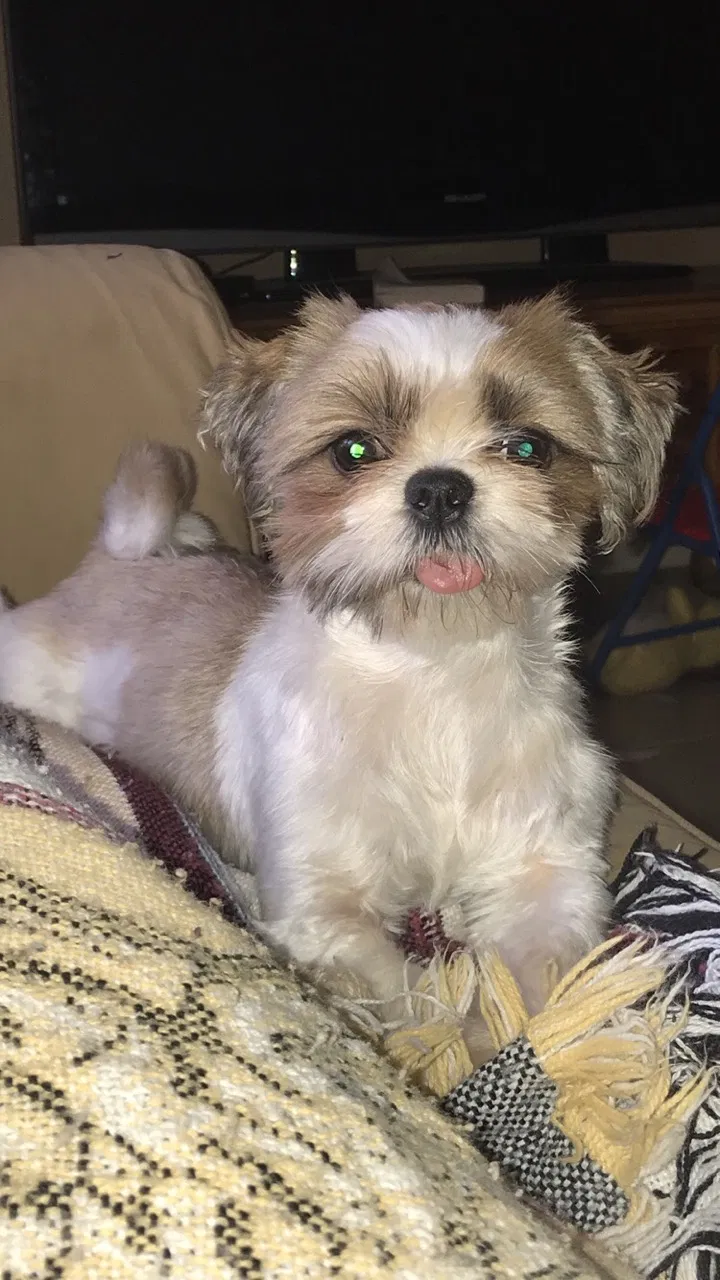 Lost dog in Corpus Christi, TX, 78415