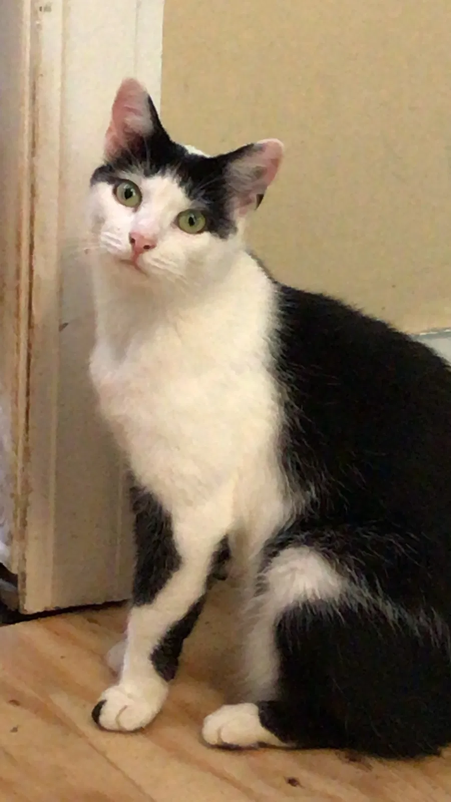 Lost cat in Charlotte, NC, 28262