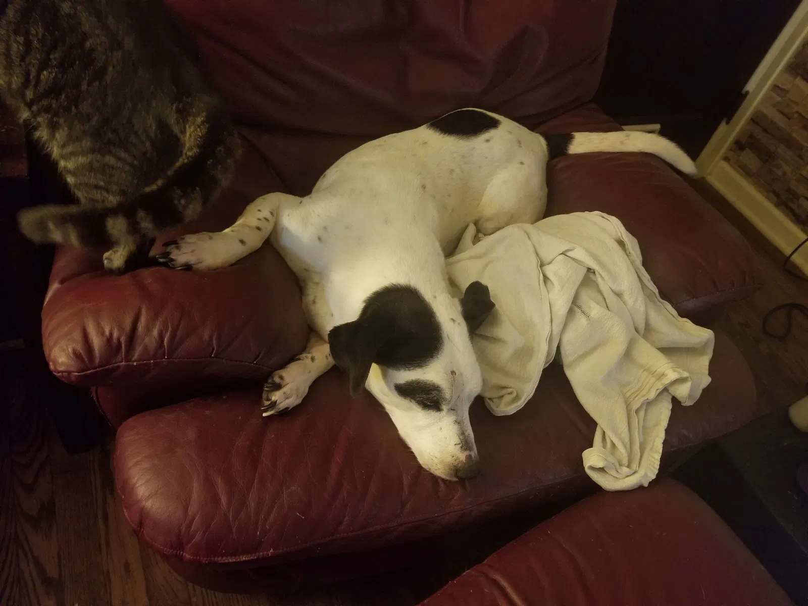 Lost dog in Boyers, PA, 16020