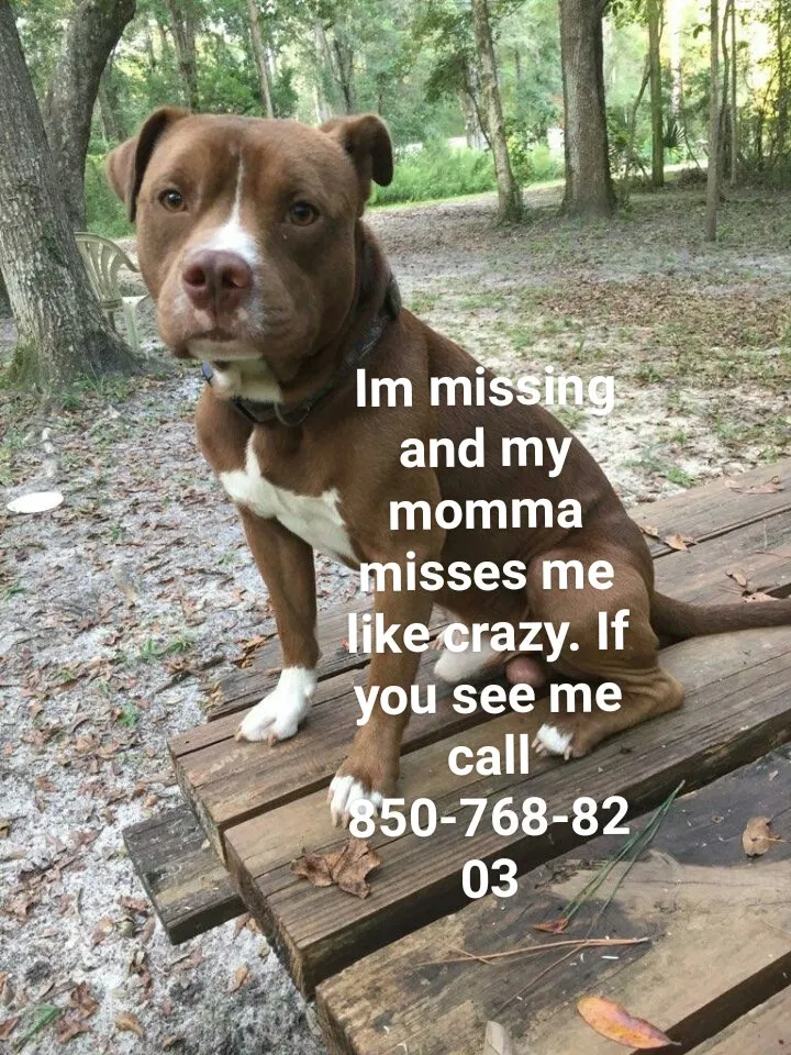 Lost dog in Caryville, FL, 32427