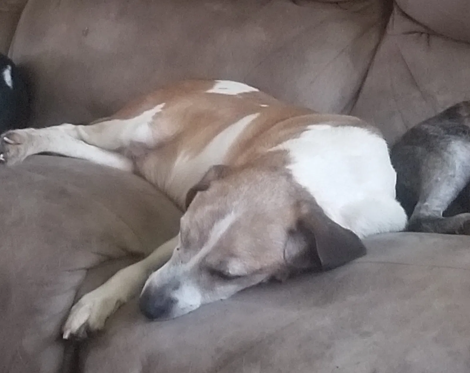 Lost dog in Boyers, PA, 16020
