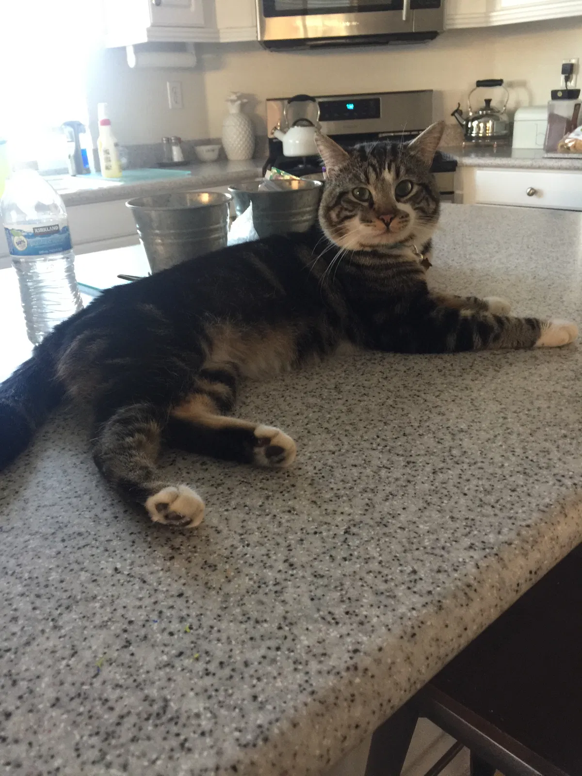 Lost cat in Sun City, CA, 92585