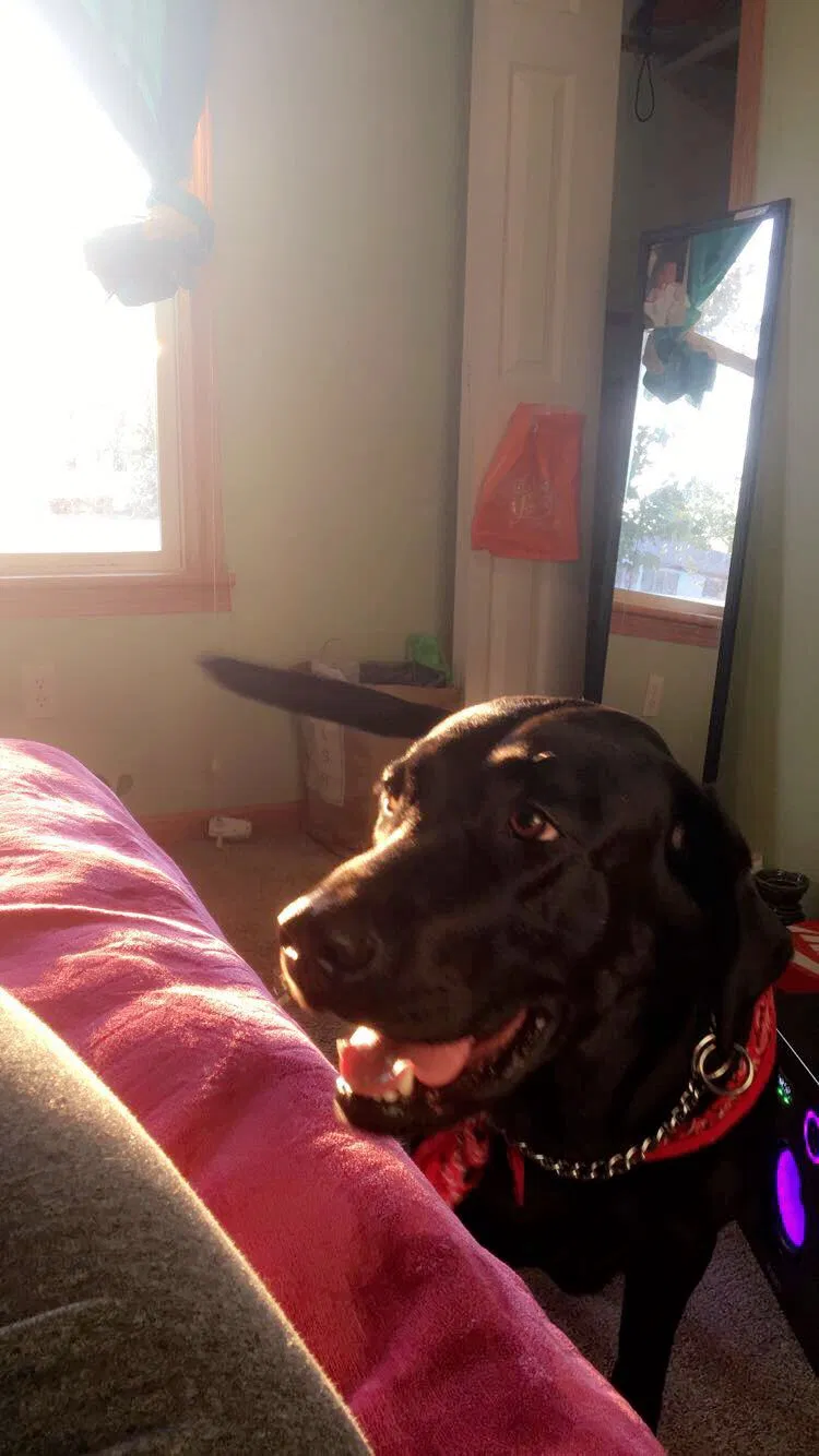 Lost dog in Goshen, IN, 46528