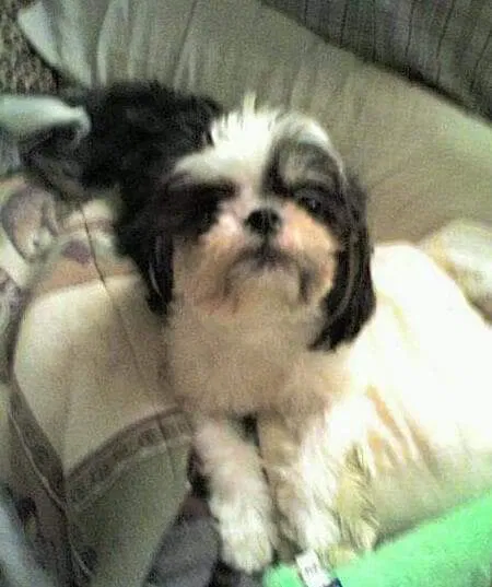 Lost dog in Lake City, PA, 16423