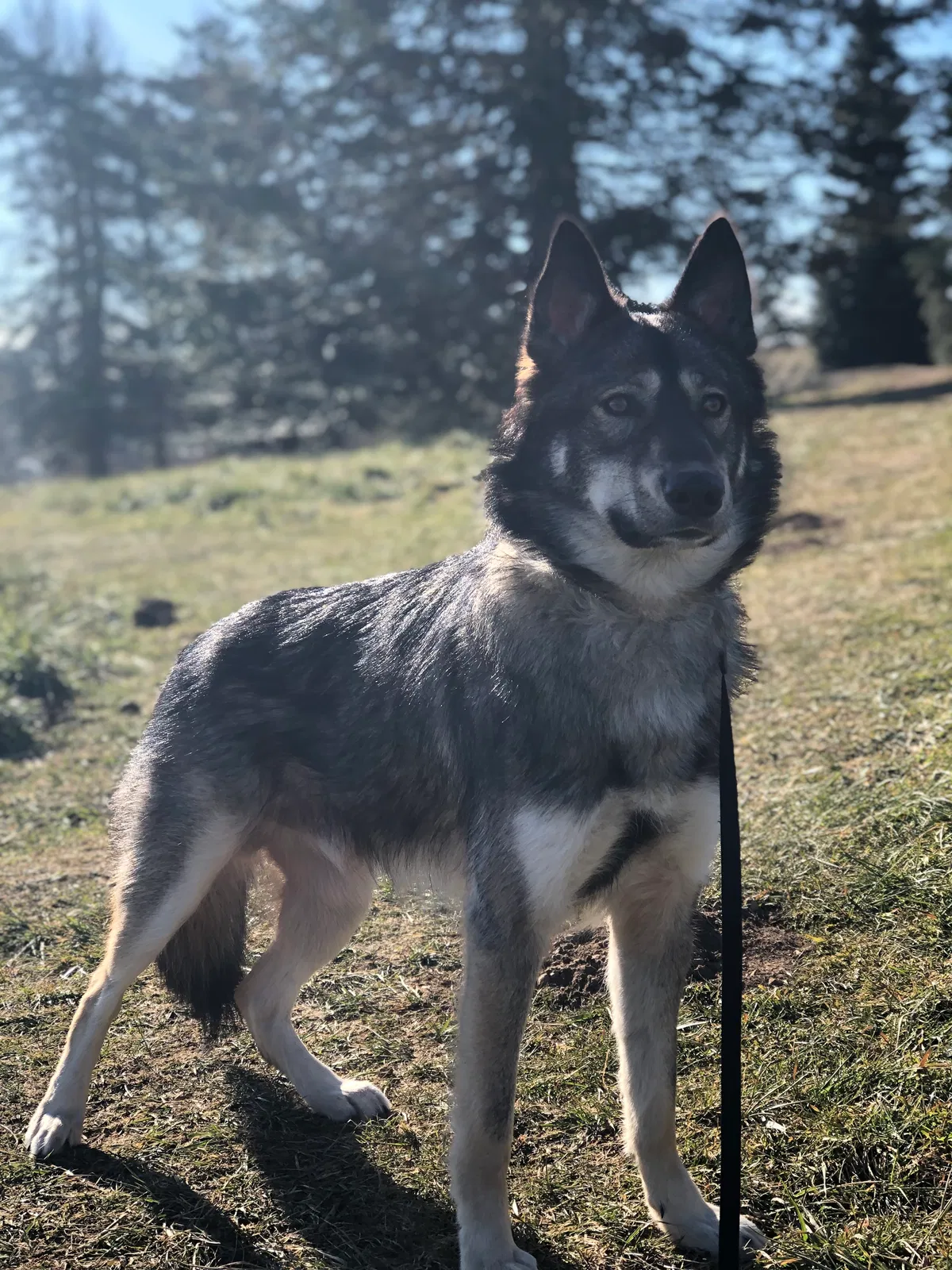 Lost dog in Renton, WA, 98059