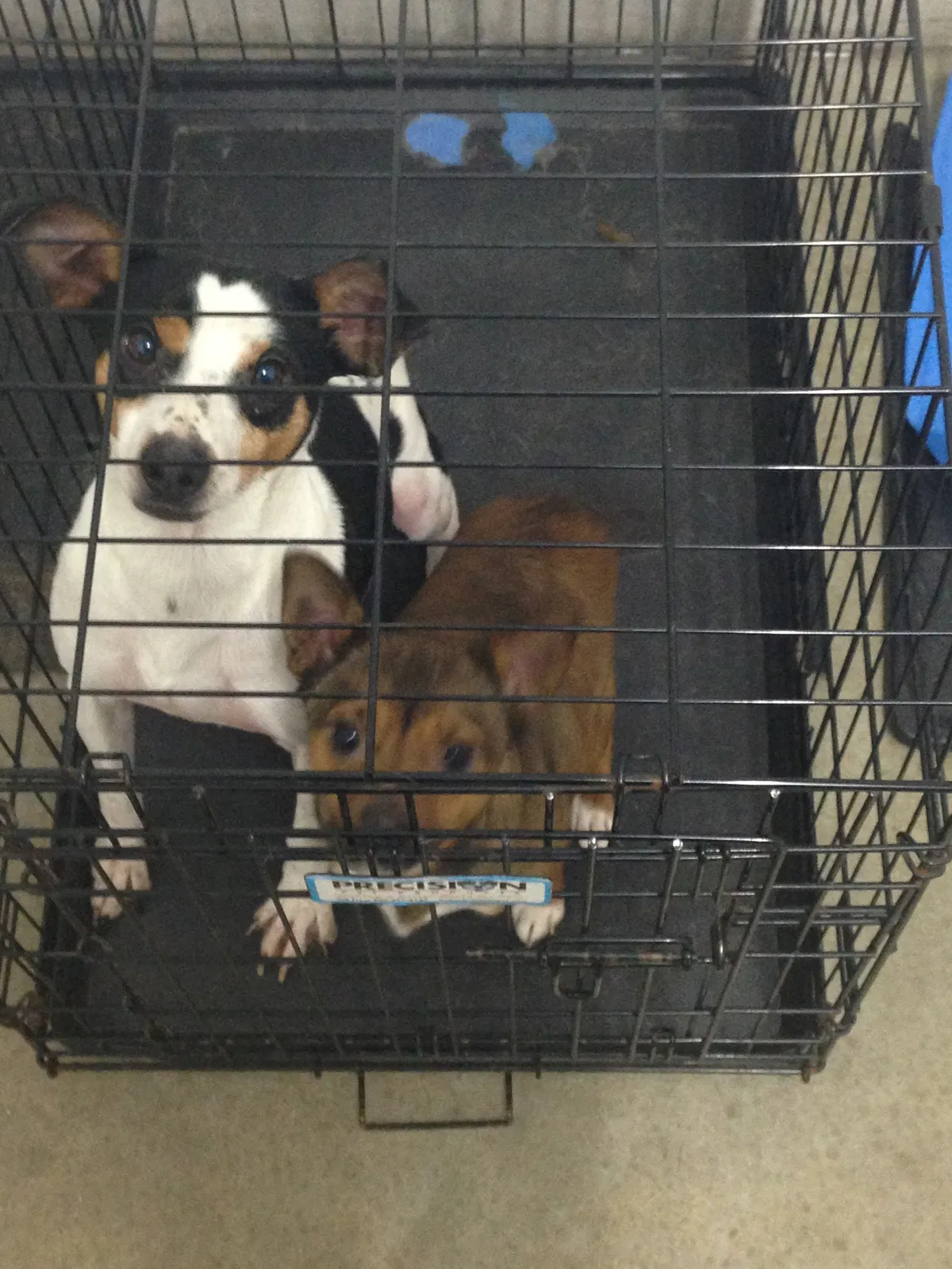 Lost dog in Rockford, MI, 49341