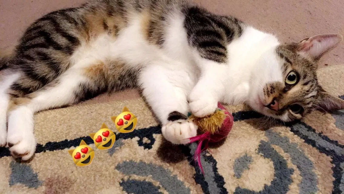 Lost cat in Clover, SC, 29710