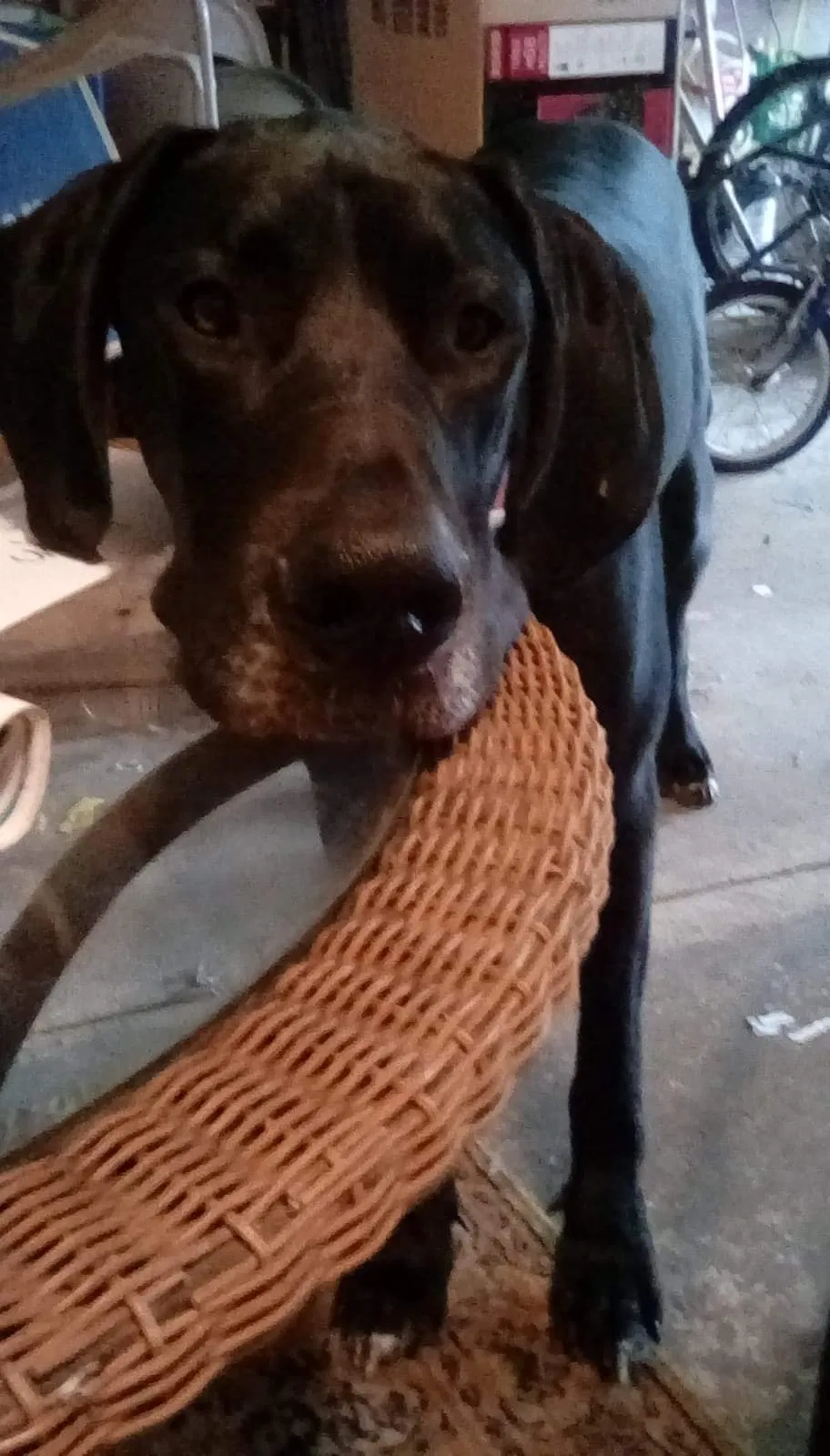 Lost dog in Sand Lake, MI, 49343